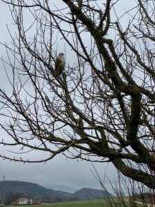 Falke im Baum